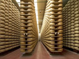 wheels of parmesan on the racks of a storehouse