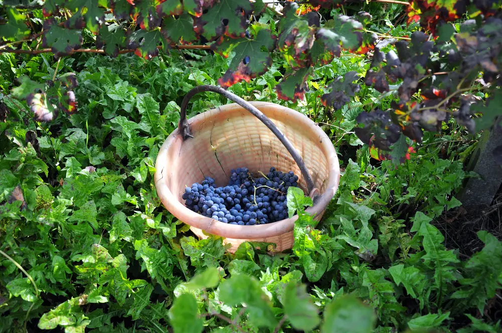 Harvest in Oltrepò Pavese Lombardia