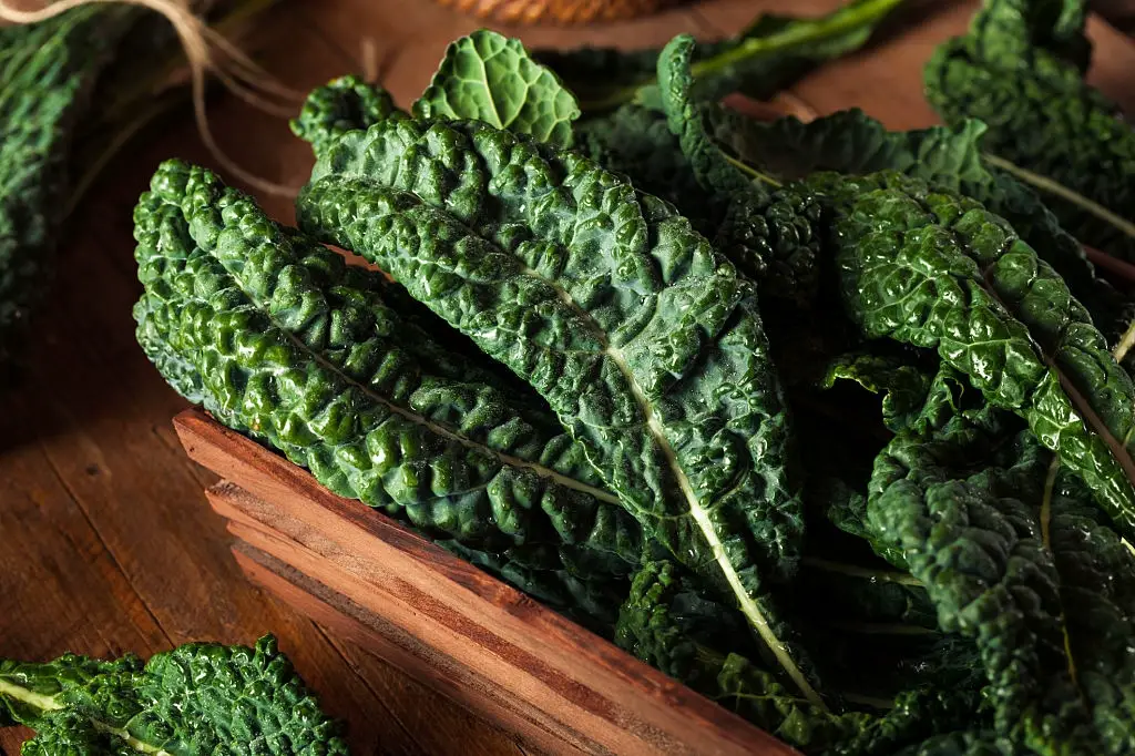 Cavolo Nero 