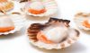 Scallops