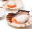 Scallops