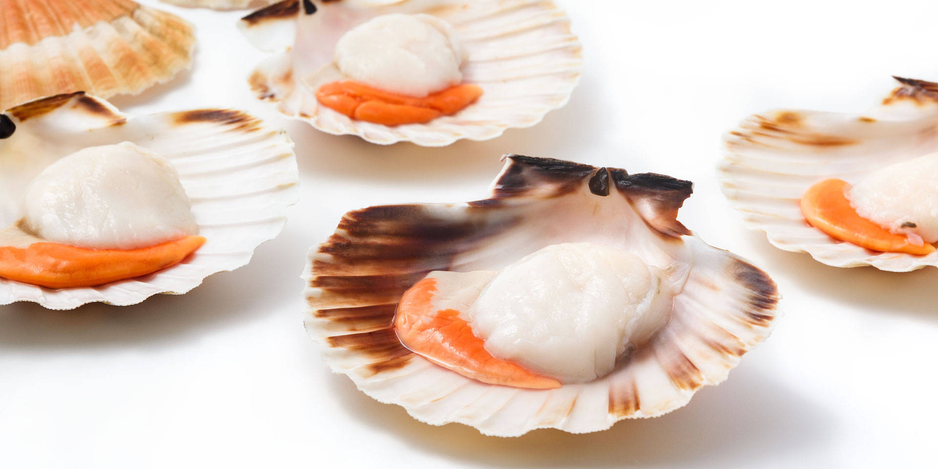 Scallops