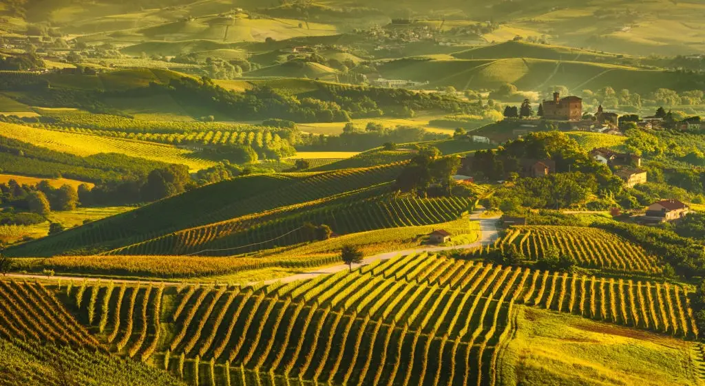 Langhe vineyards sunset panorama