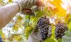 wine grower picking grapes or doing the harvesting in vineyard close up as sun shines