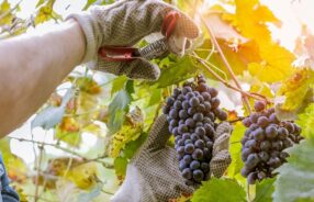 wine grower picking grapes or doing the harvesting in vineyard close up as sun shines