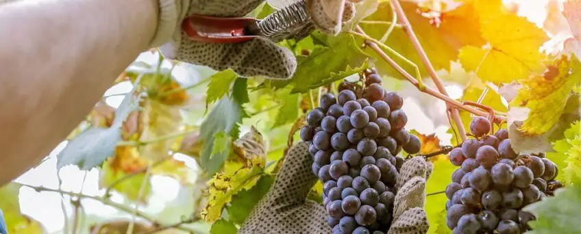 wine grower picking grapes or doing the harvesting in vineyard close up as sun shines