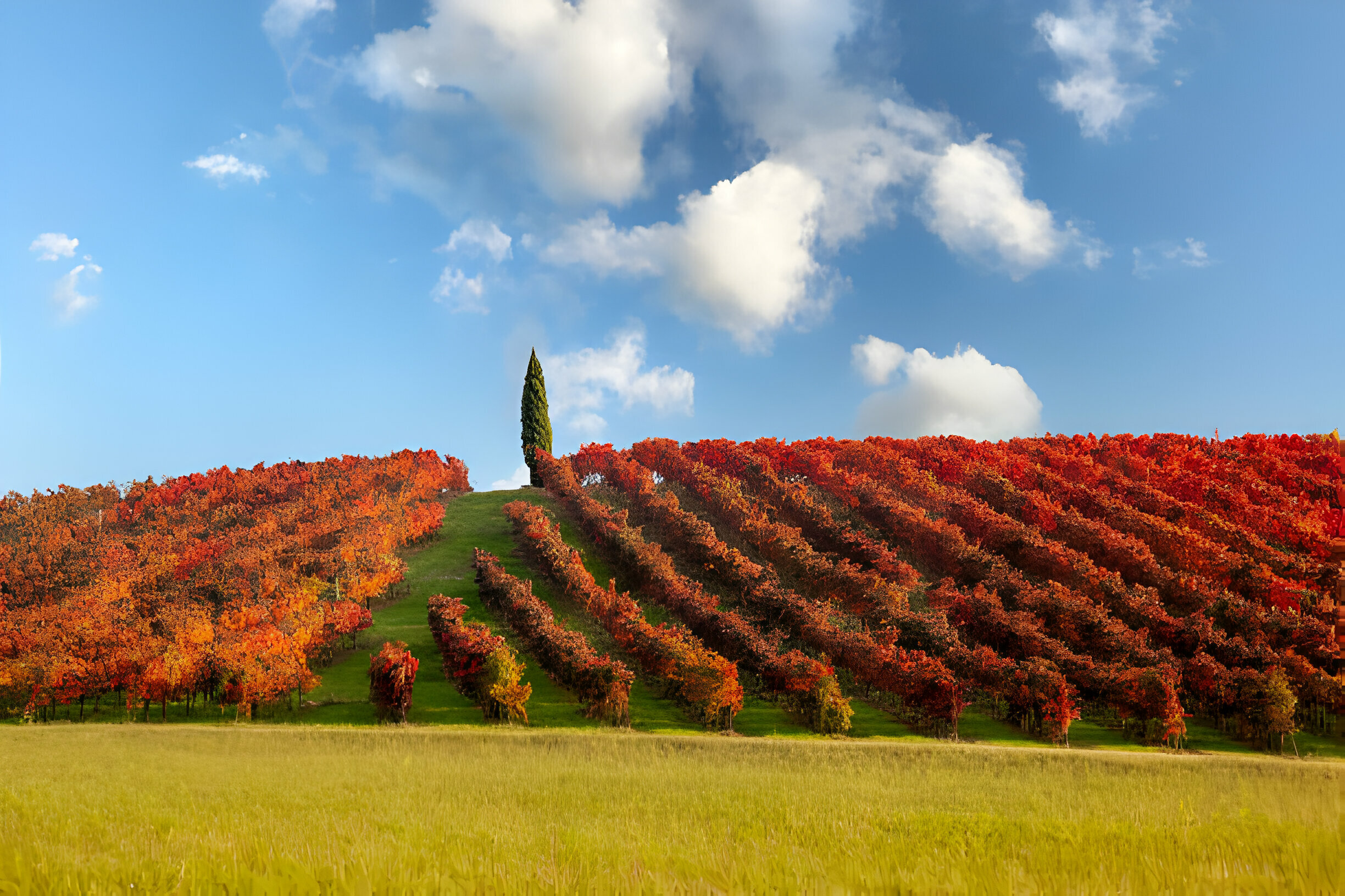 Lambrusco vineyard