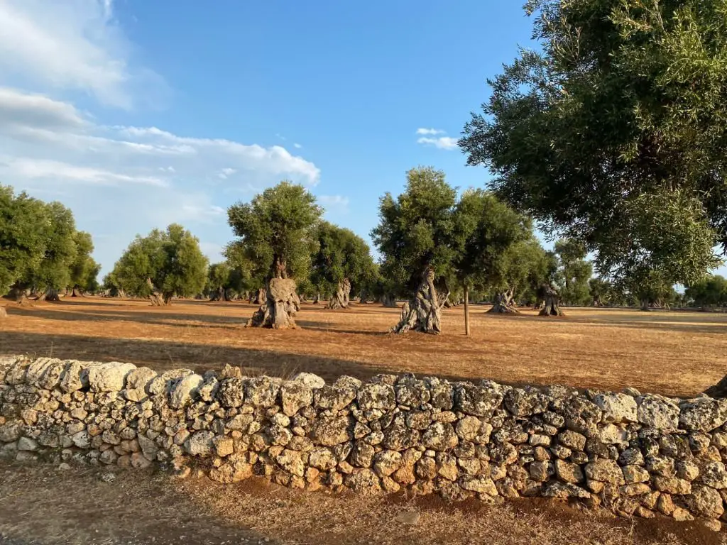 Ancient olive trees in Puglia Southern Italy