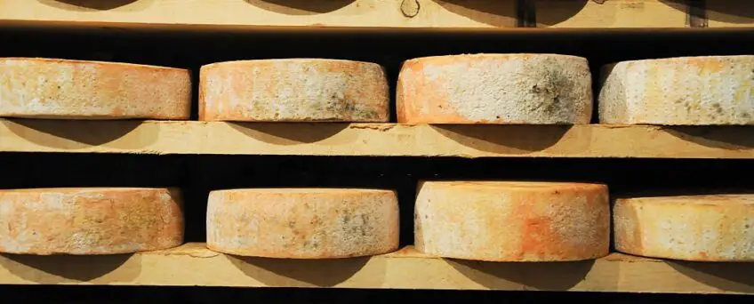 Fontina Cheese