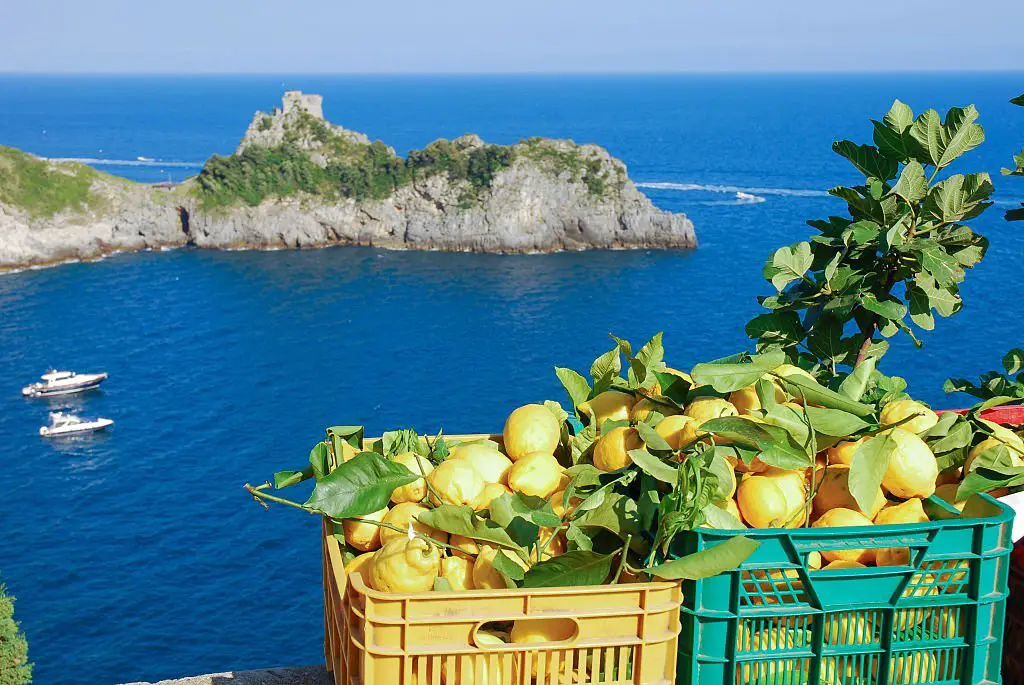 Lemons in Amalfi Italy