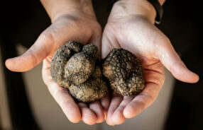 Italian Truffles