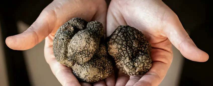 Italian Truffles