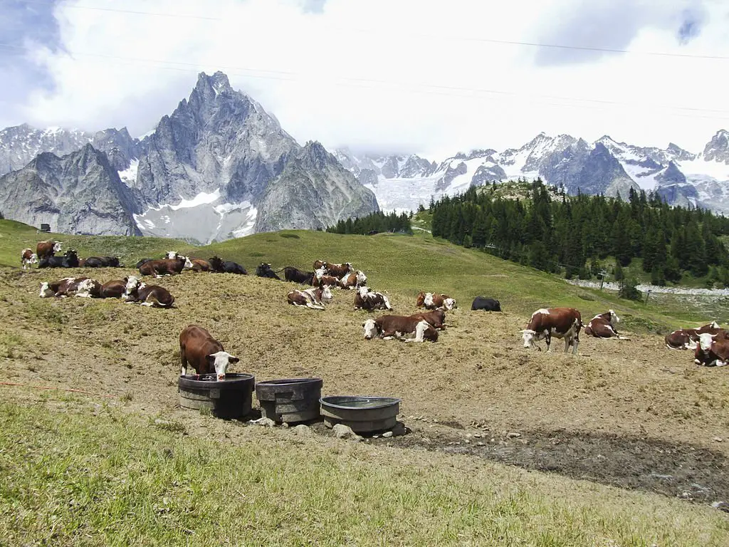 Herd of cows during summer pasture in Val dAosta
