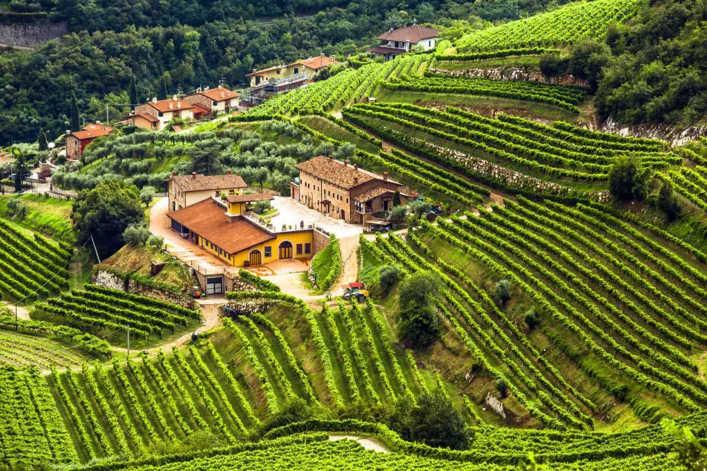 View of italian winery and grape, Valpolicella, Veneto, Italy